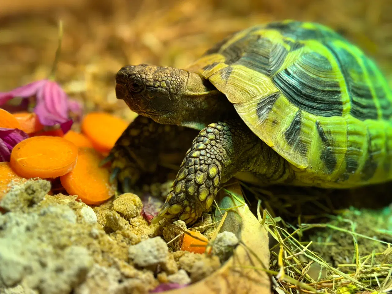 Billede 3 - Græsk landskildpadde 