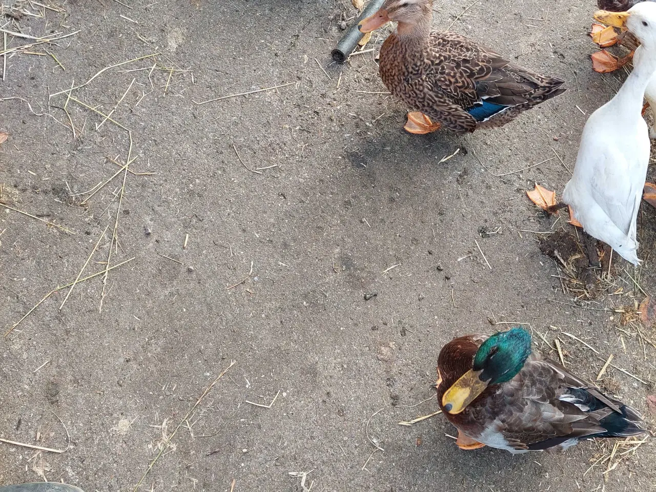 Billede 2 - Vildtfarvede Landænder