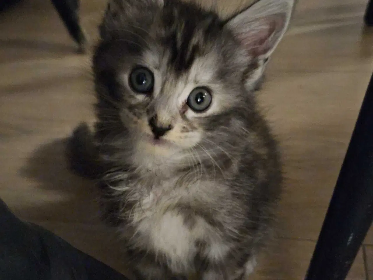 Billede 2 - Skønneste maine coon killinger