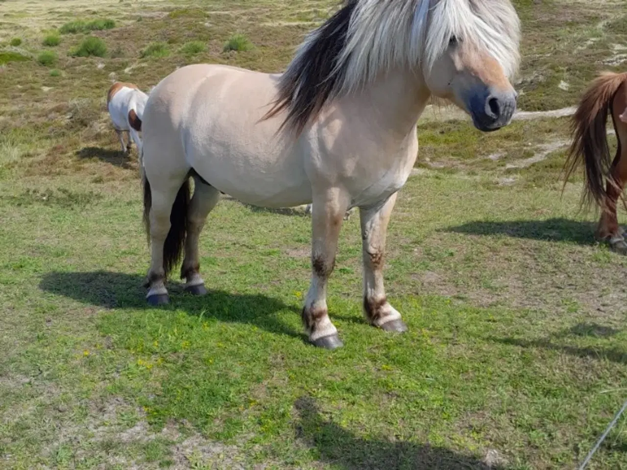 Billede 1 - 7 års fjordhingst, 146 cm i stang