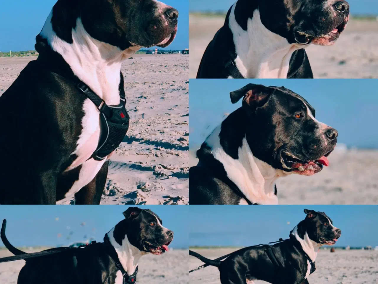 Billede 2 - Xl bully han