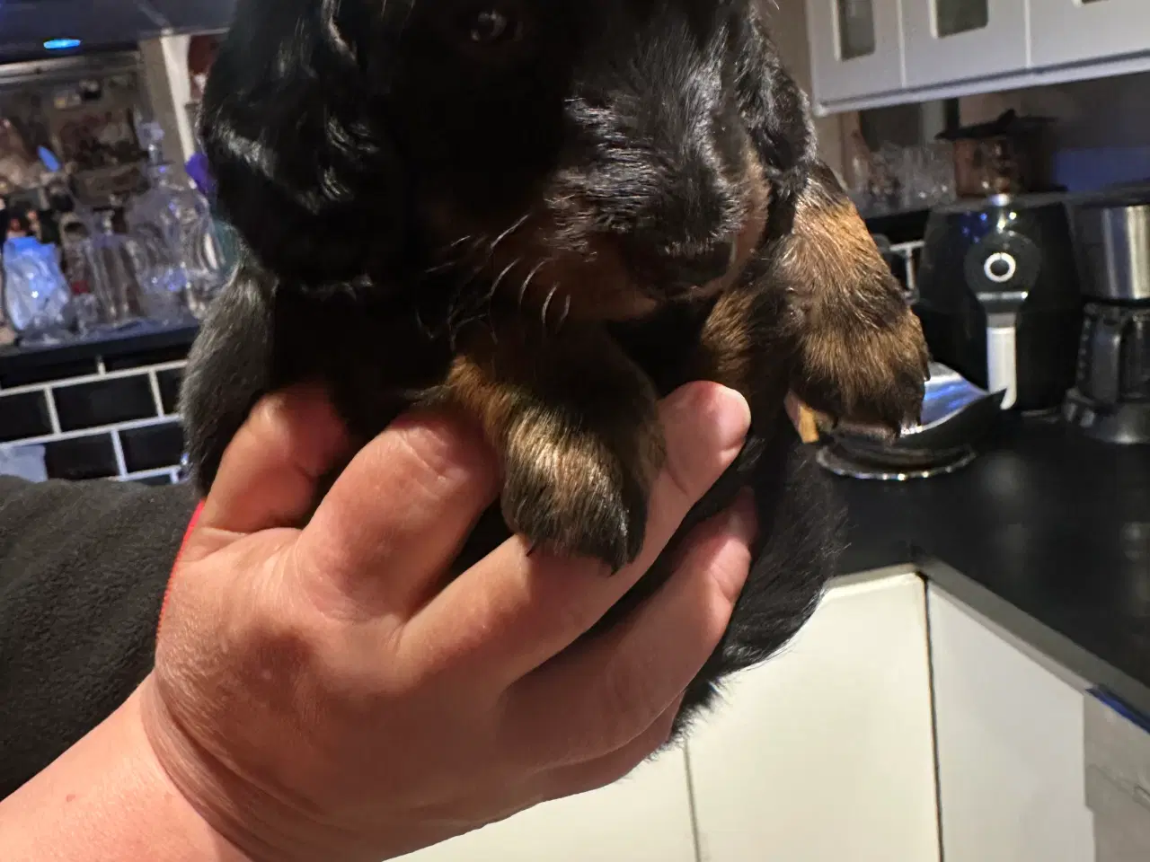 Billede 10 - Langhåret gravhund