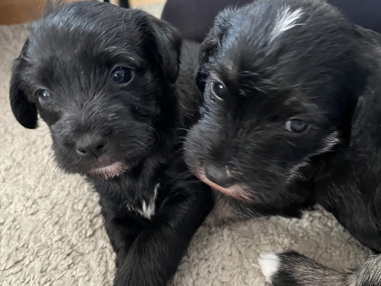Billede 8 - 3 tævehvalpe sælges - Jack Russell / Bichon Havana