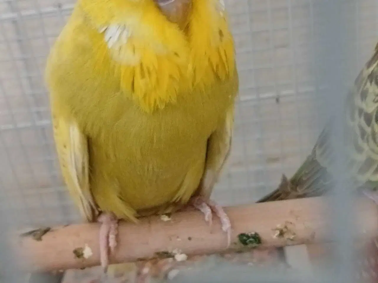 Billede 10 - Engelsk undulat han 