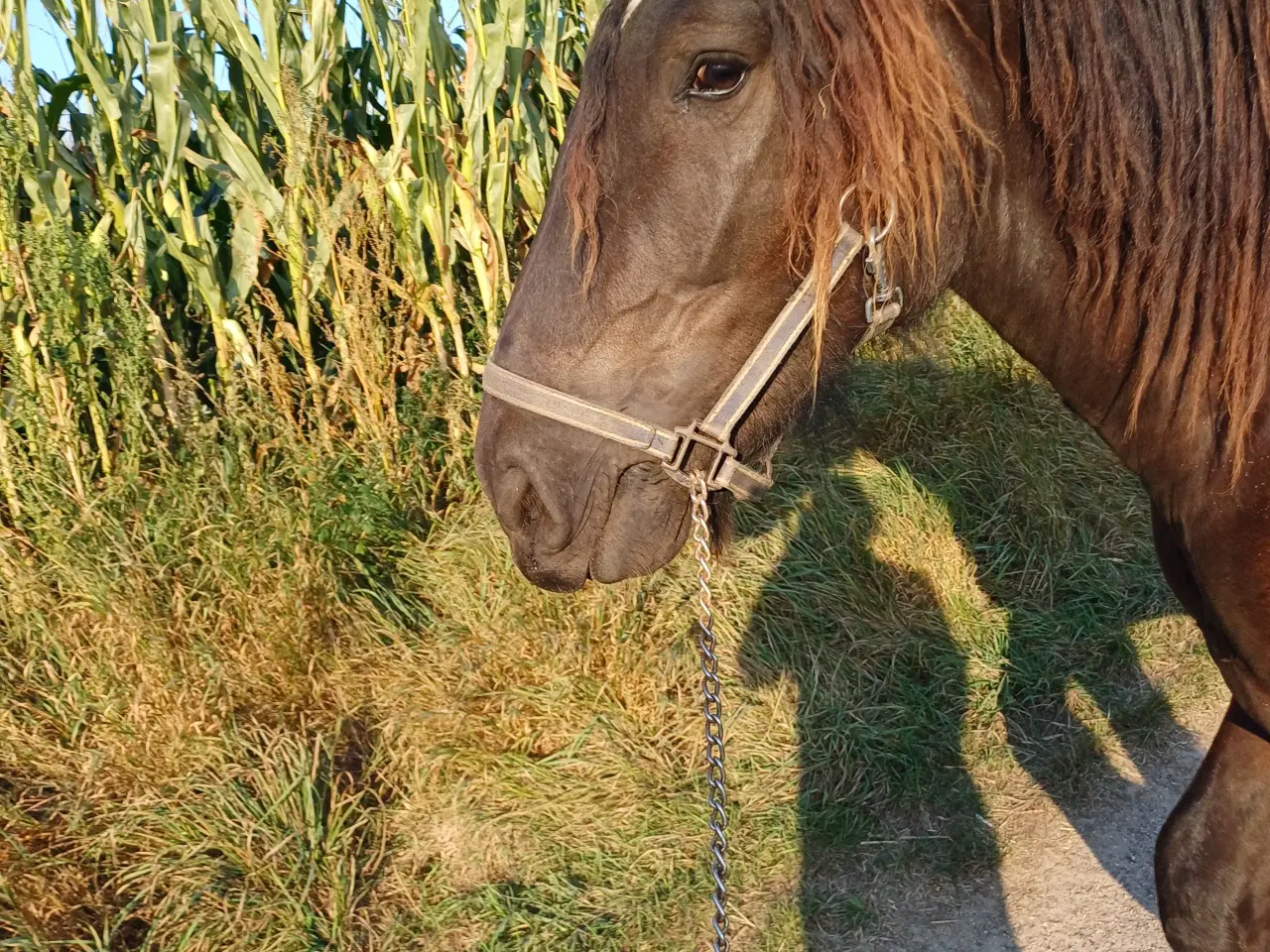 Billede 15 - Jysk hest, 2 års hingst