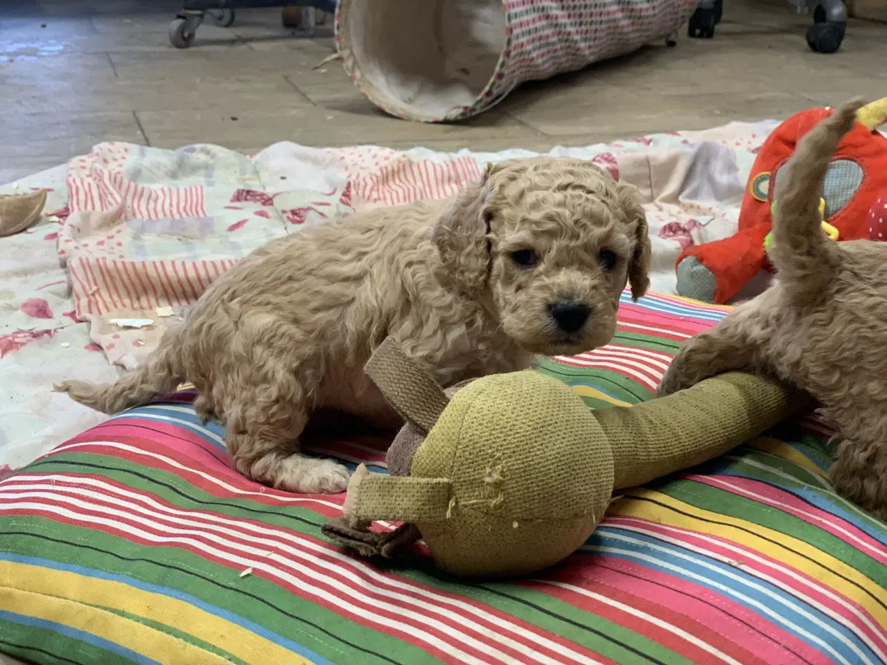 Billede 4 - Amerikanske Cockerpoo babyer 