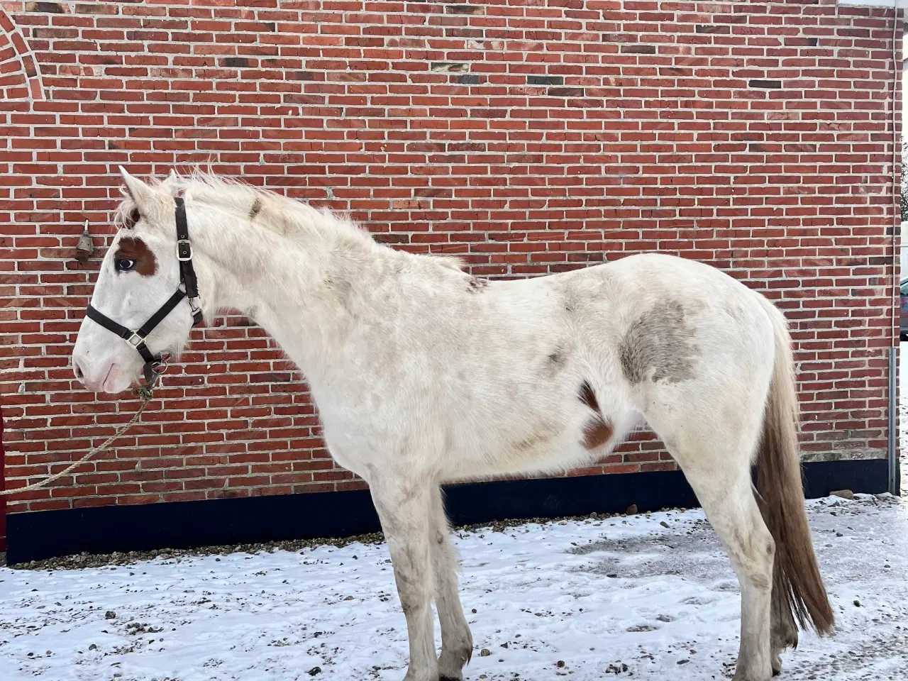 Billede 6 - Western hest, vallak, Pinewood Rain