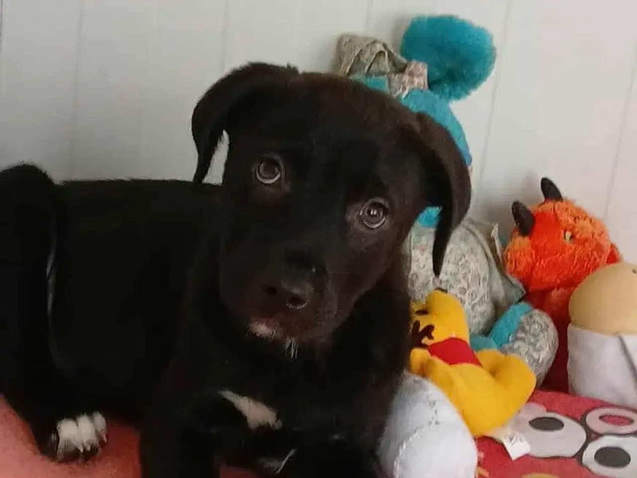 Billede 3 - Lille Axel søger familie