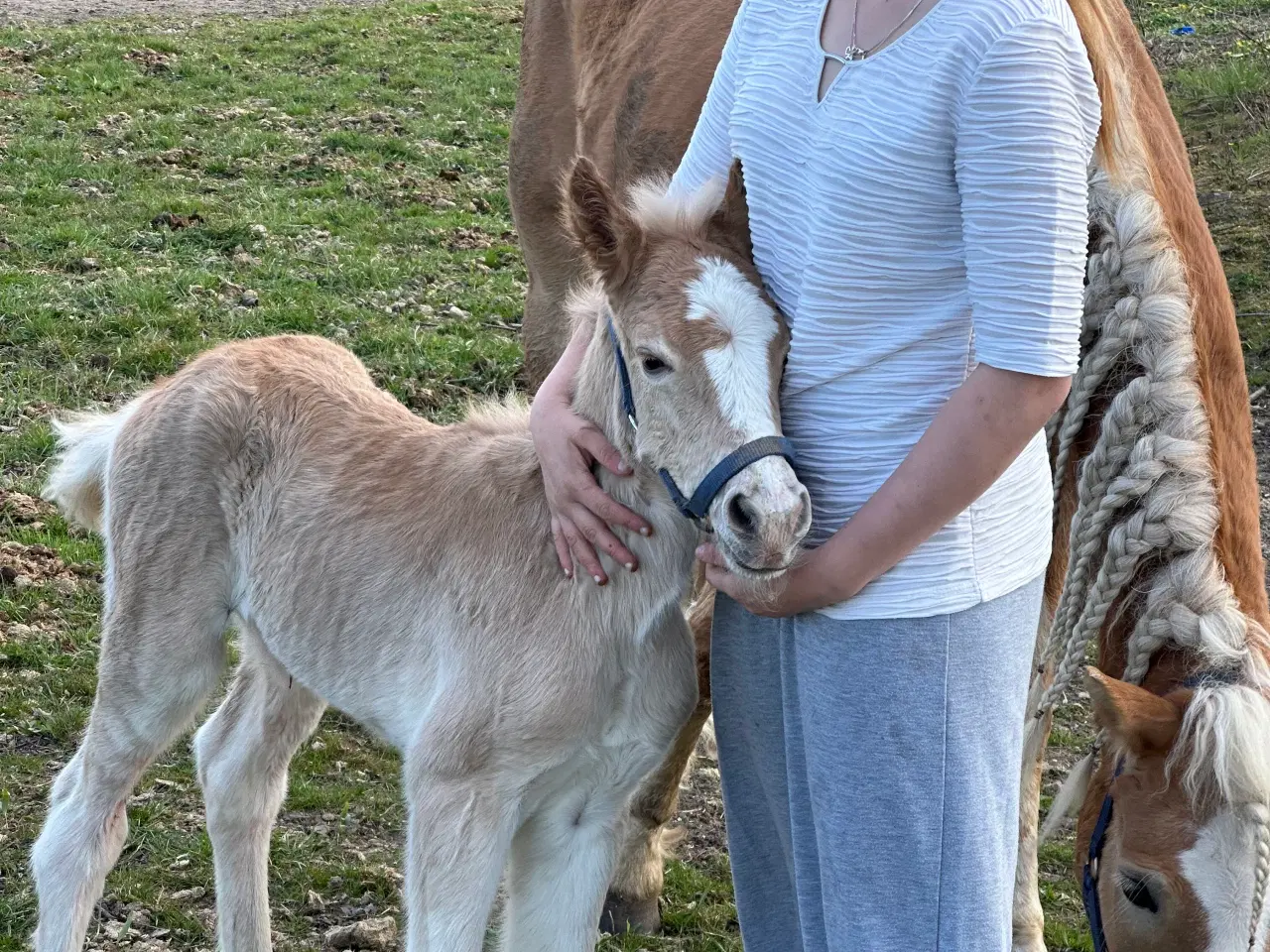 Billede 5 - Haflinger hoppe føl 