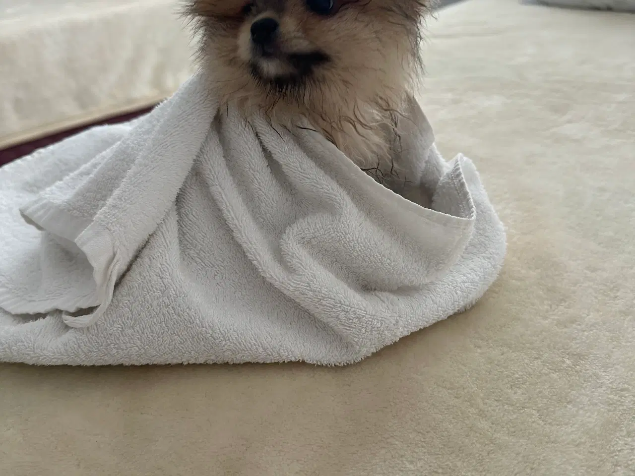 Billede 2 - Hund Pomeranian