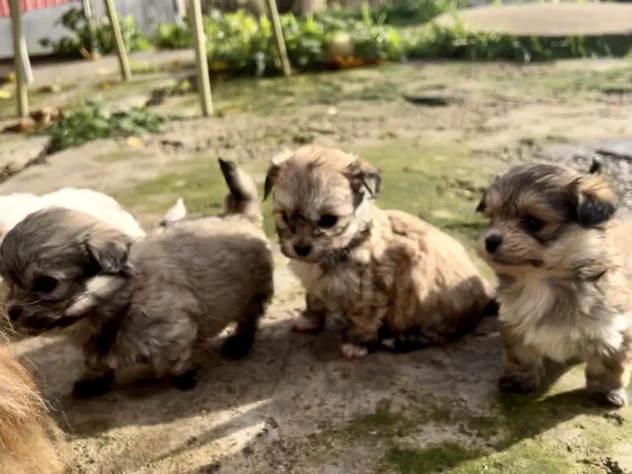 Billede 6 - Små allergivenlige og ikke fældende hundehvalpe