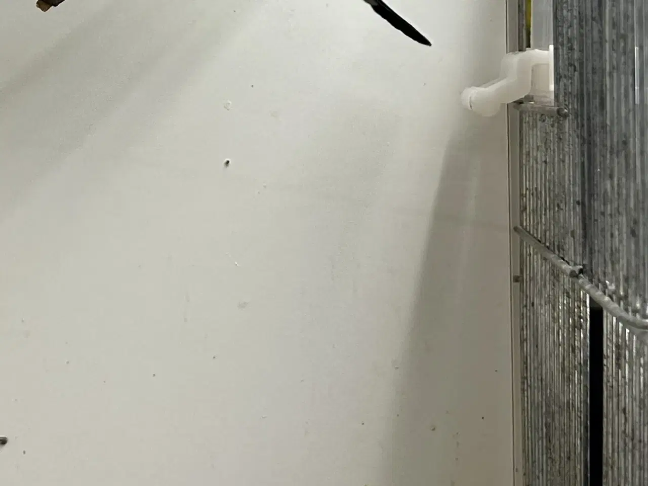 Billede 8 - Blackface og Blackwing 