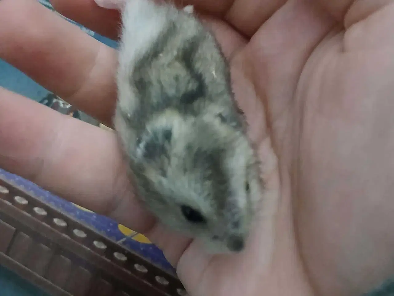 Billede 3 - Dværghamster unger