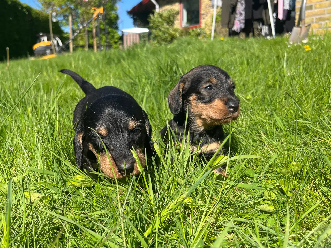 Billede 4 - Ruhåret Gravhund - hvalpe 4 uger