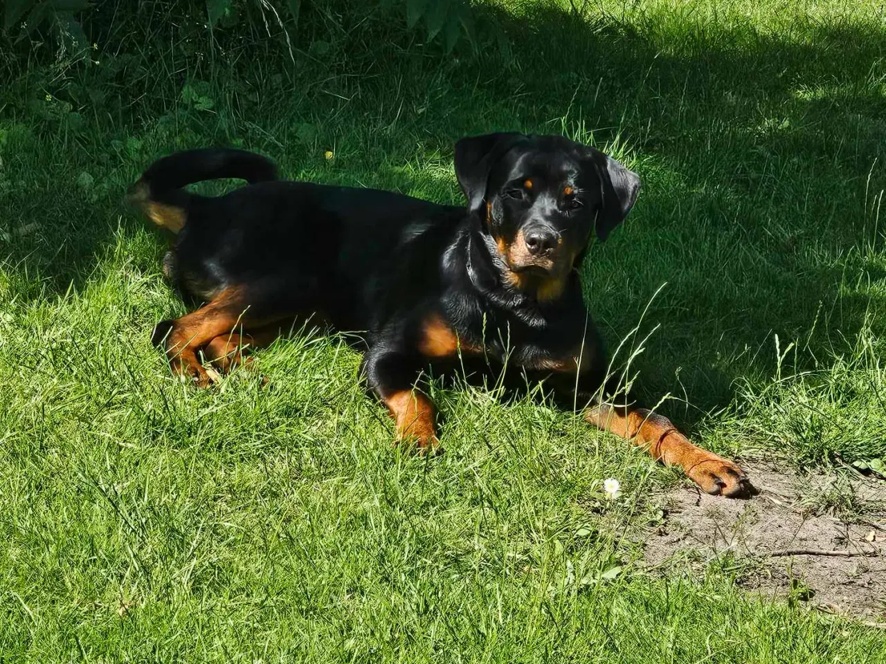 Billede 3 - Hund, rottweiler 