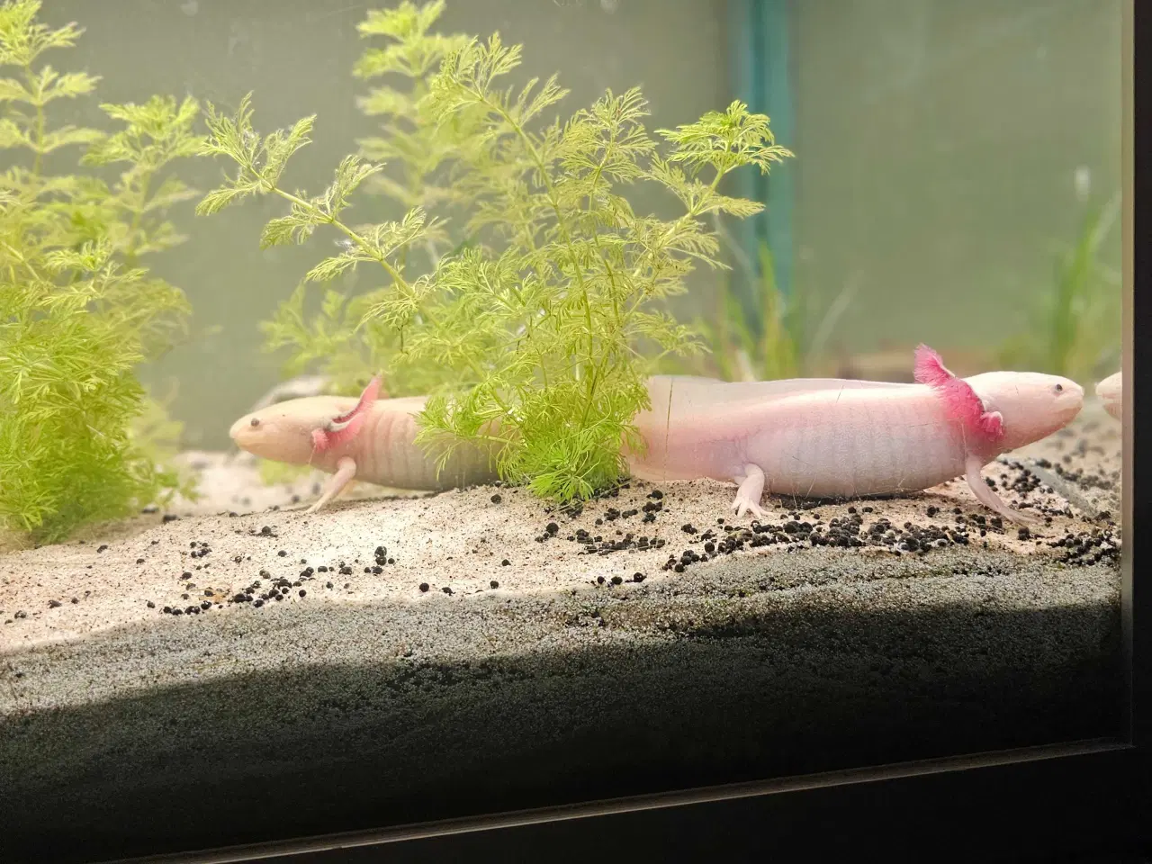 Billede 10 - Axolotl Avlsstamme 