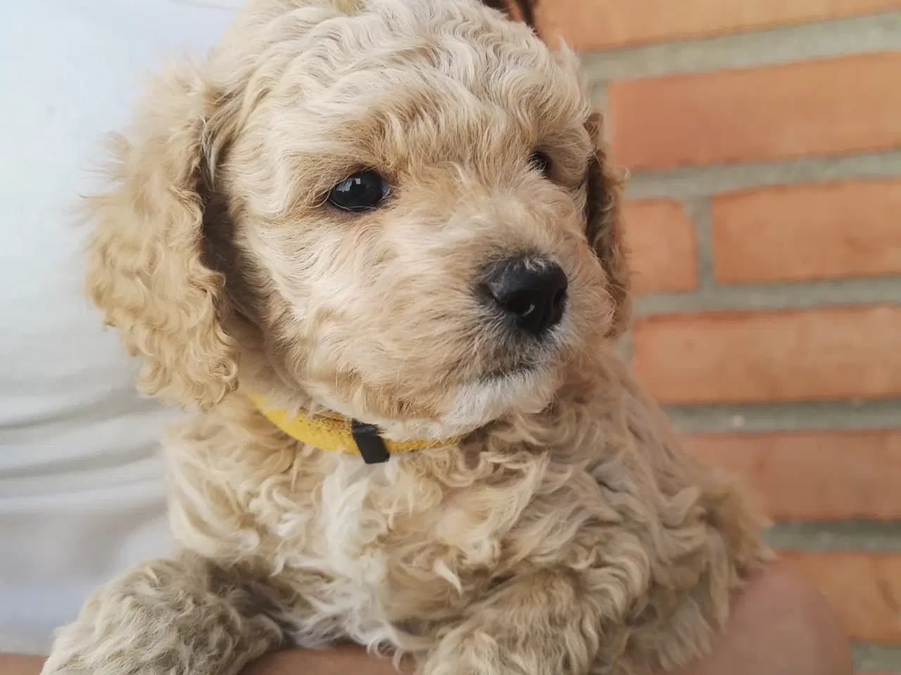 Billede 1 - Cavapoo hvalpe
