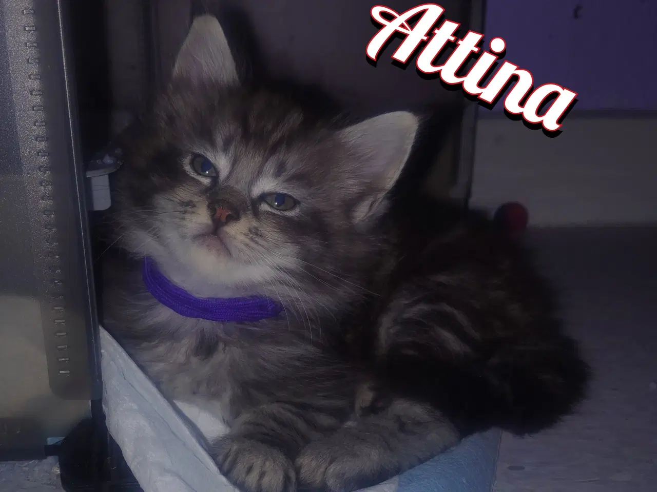 Billede 2 - Maine coons uden tavle