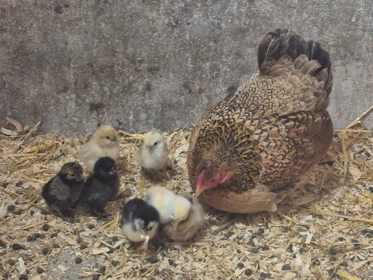 Billede 2 - Hønemor med kyllinger 
