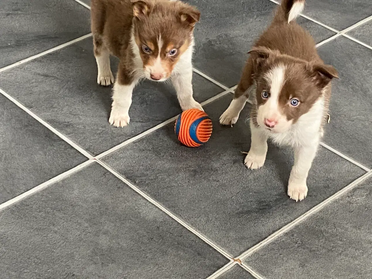 Billede 5 - Border Collie 