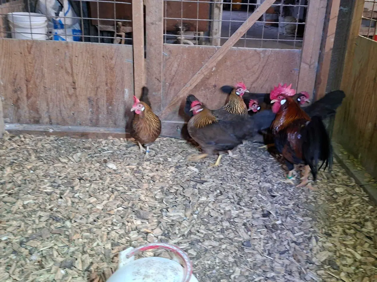 Billede 3 - D værghøns