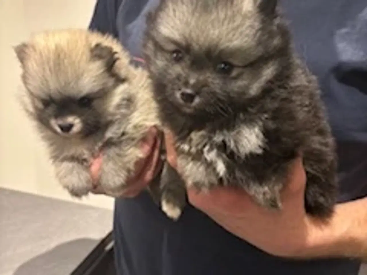 Billede 2 - Pomeranian hvalpe