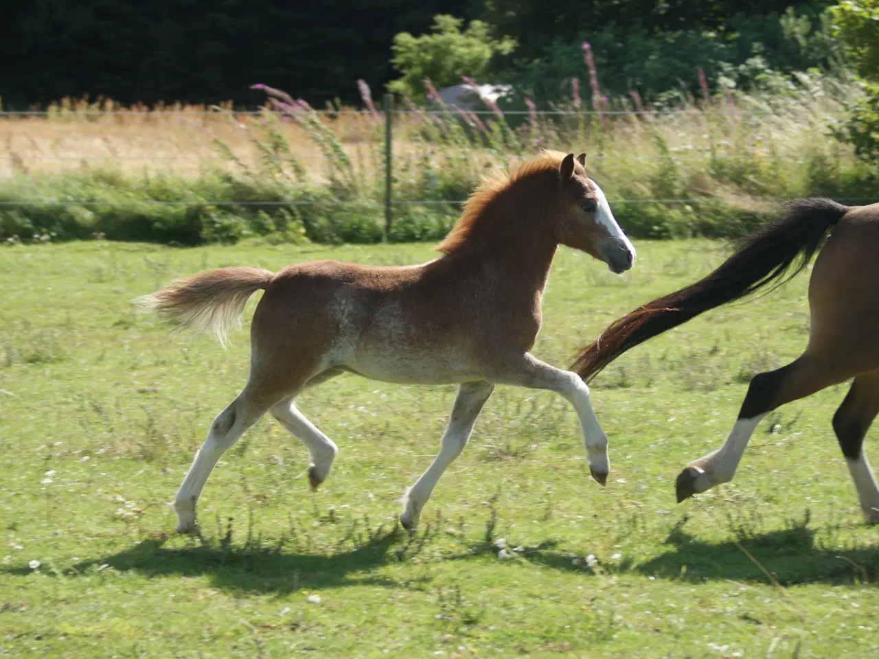 Billede 6 - Ifolet welsh mountain hoppe