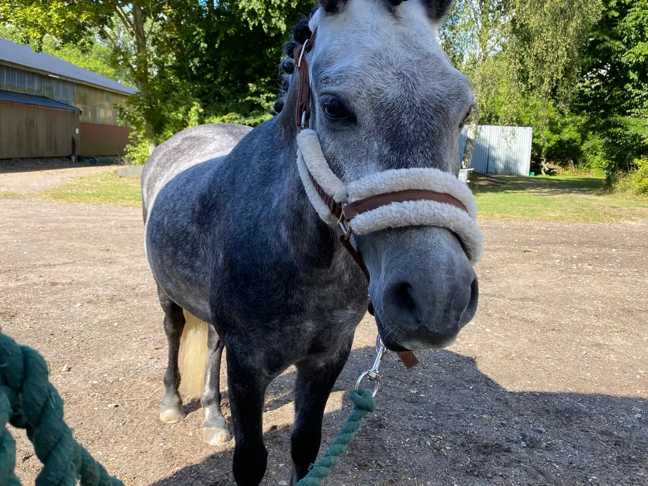 Billede 1 - Jake LF – 6 års Dartmoor vallak (ca. 126 cm)