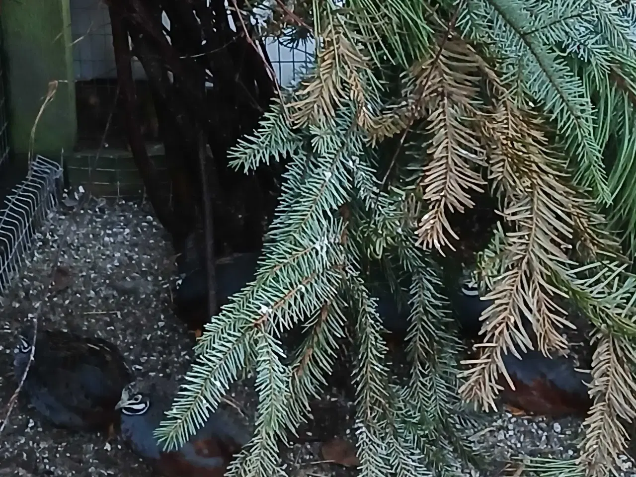 Billede 1 - Mågefinker, Afrikanske sølvnæb og kinesiske dværgv