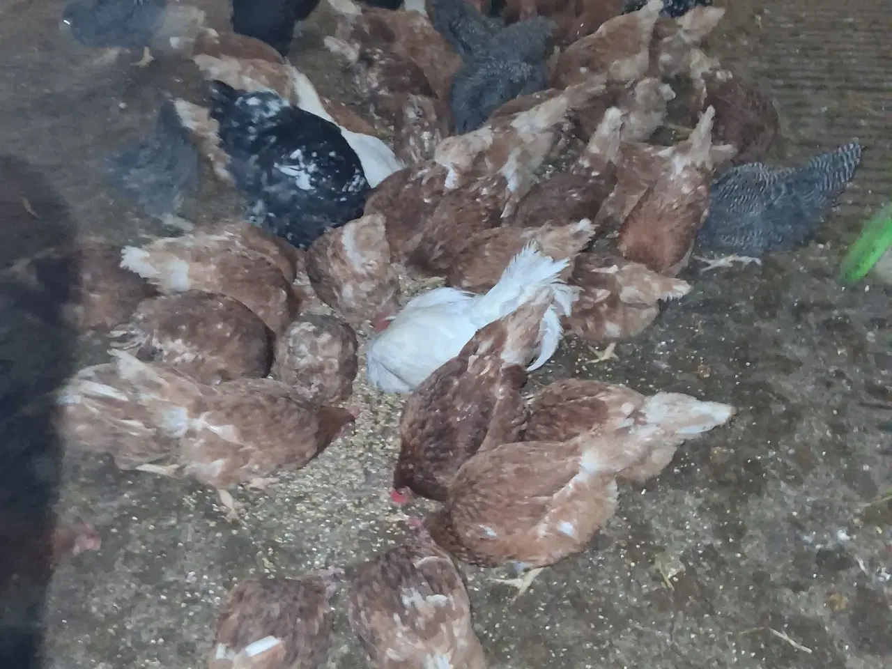 Billede 1 - Høns sælges