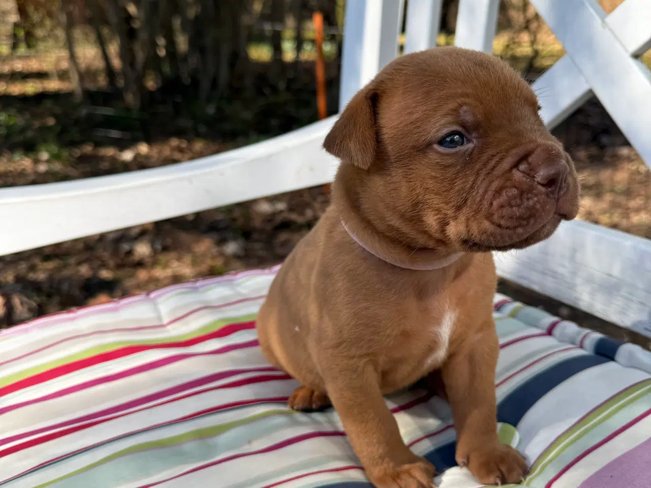 Billede 13 - Smukke fransk mastiff/Dogue de Bordeaux hvalpe 🐾