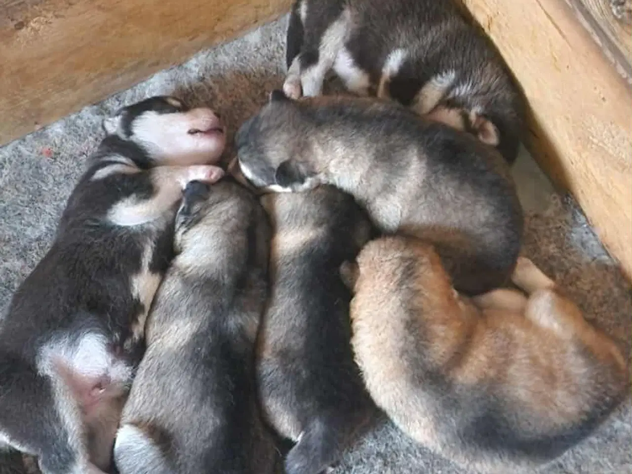 Billede 1 - 🎄 Alaskan Malamute hvalpe – klar til juleferien! 