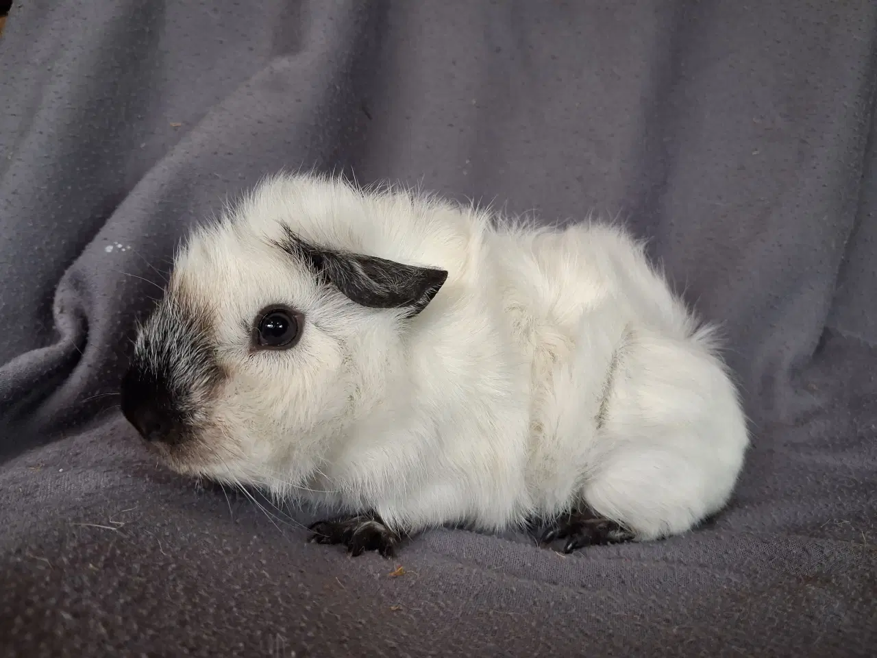 Billede 2 - Marsvin fra registreret opdrætter 