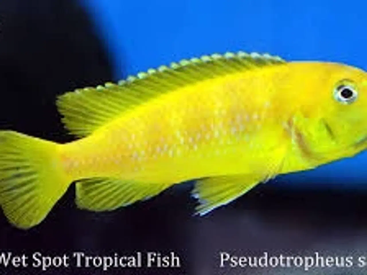 Billede 2 -  Chindongo Saulosi fra Taiwanee Reef