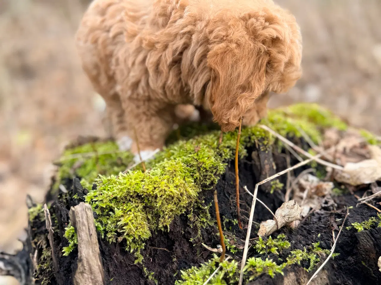 Billede 12 - Pooton dreng rejseklar nu