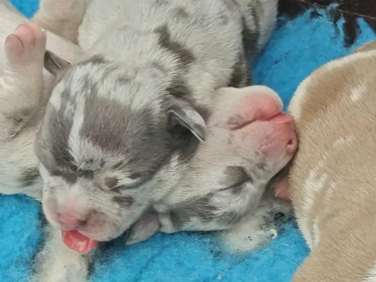 Billede 6 - American Bully 