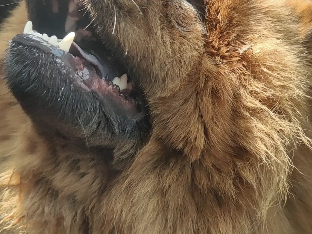 Billede 2 - Chow Chow han 