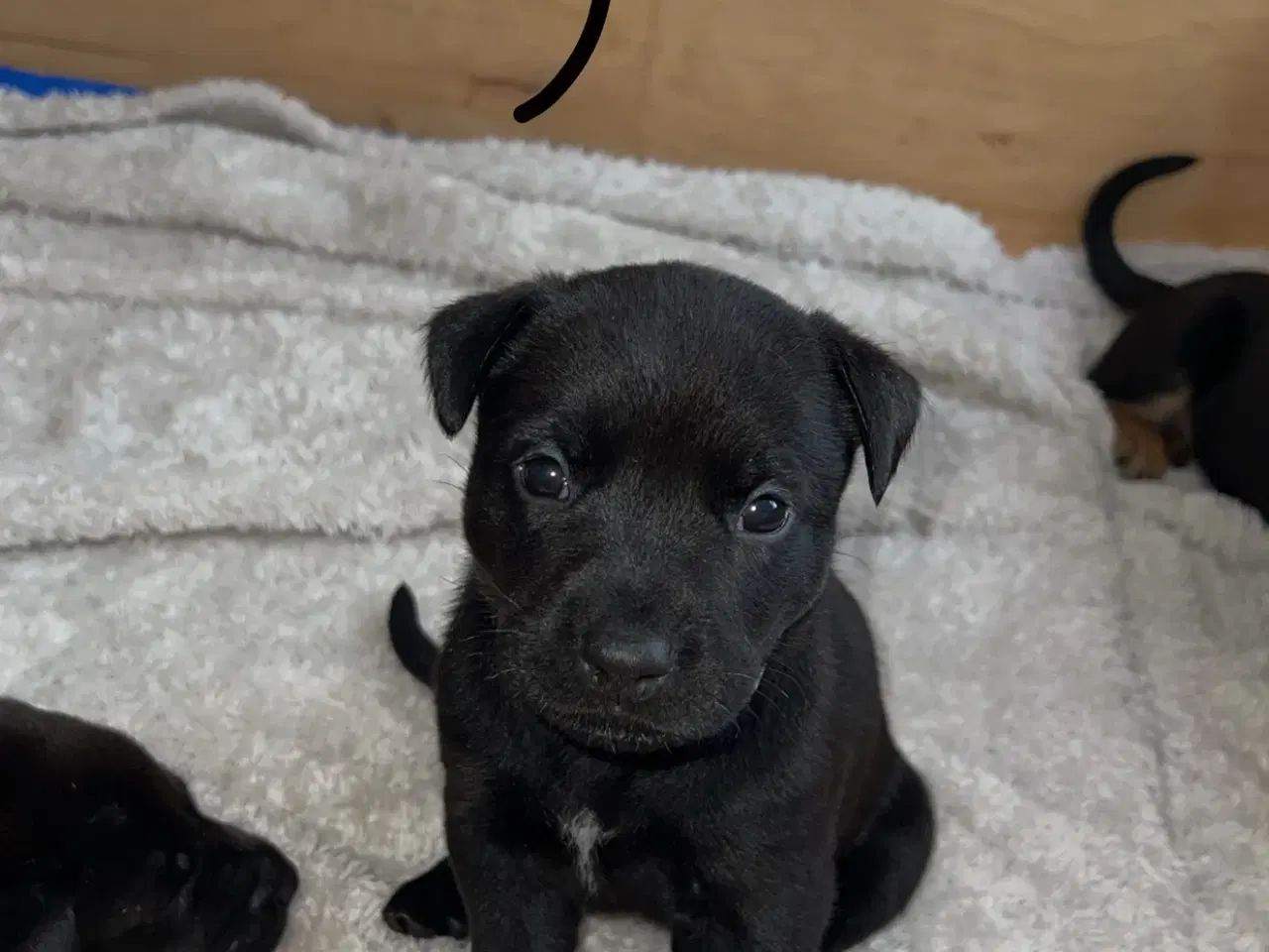 Billede 6 - Blandings hvalpe
