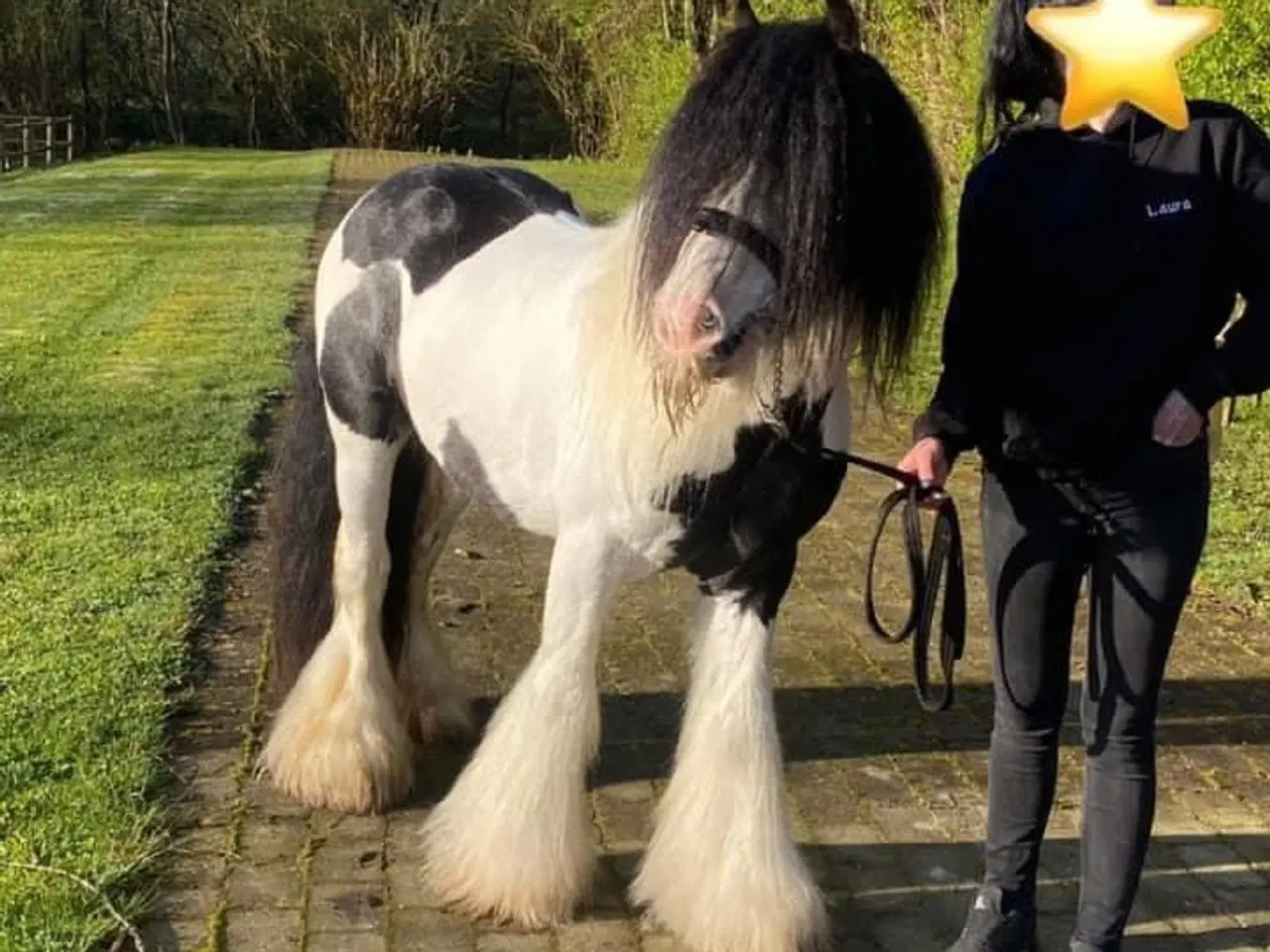 Billede 11 - Mini irish cob 