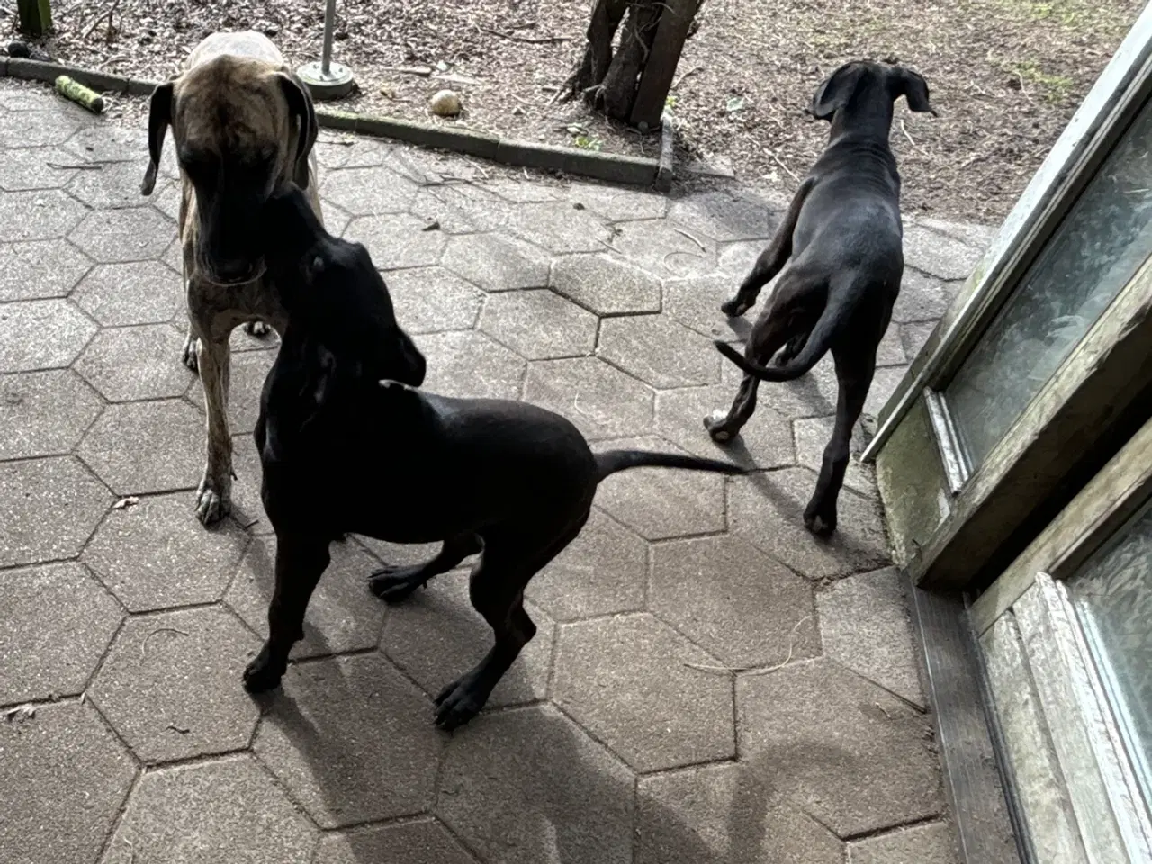 Billede 3 - Grand Danois hvalpe 