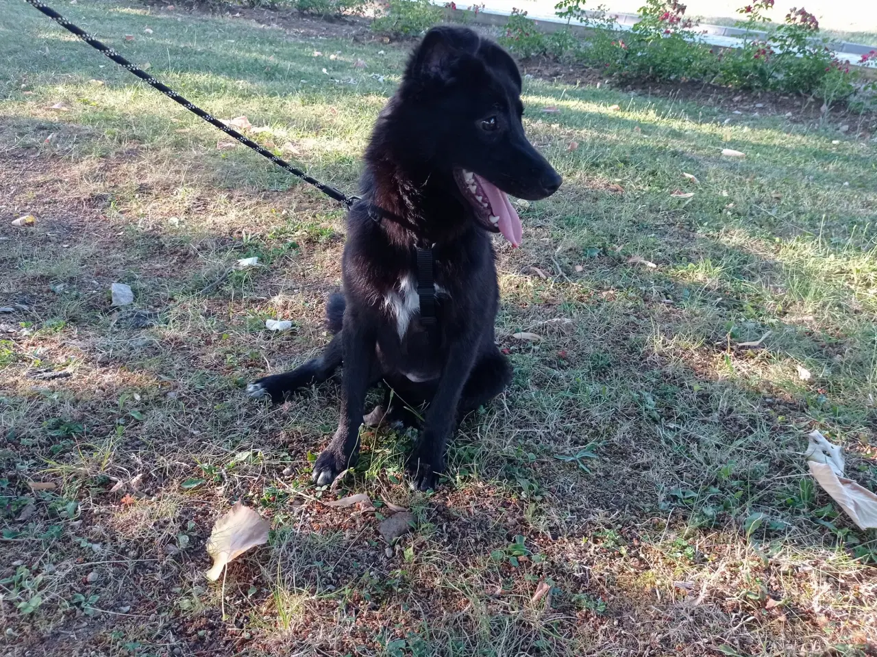 Billede 15 - Negra - super glad lille kærlig pige