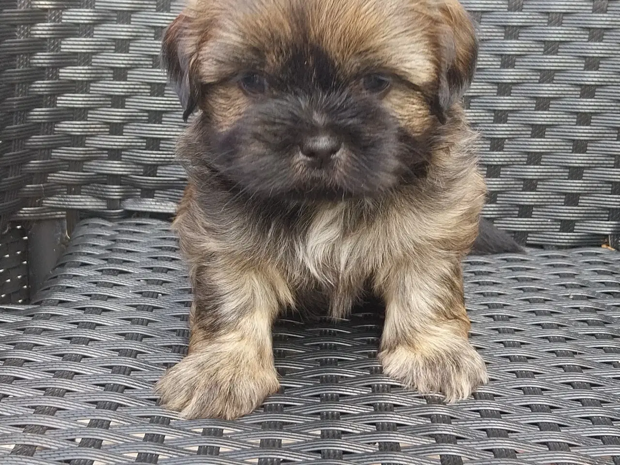 Billede 1 - Shih Tzu hvalpe