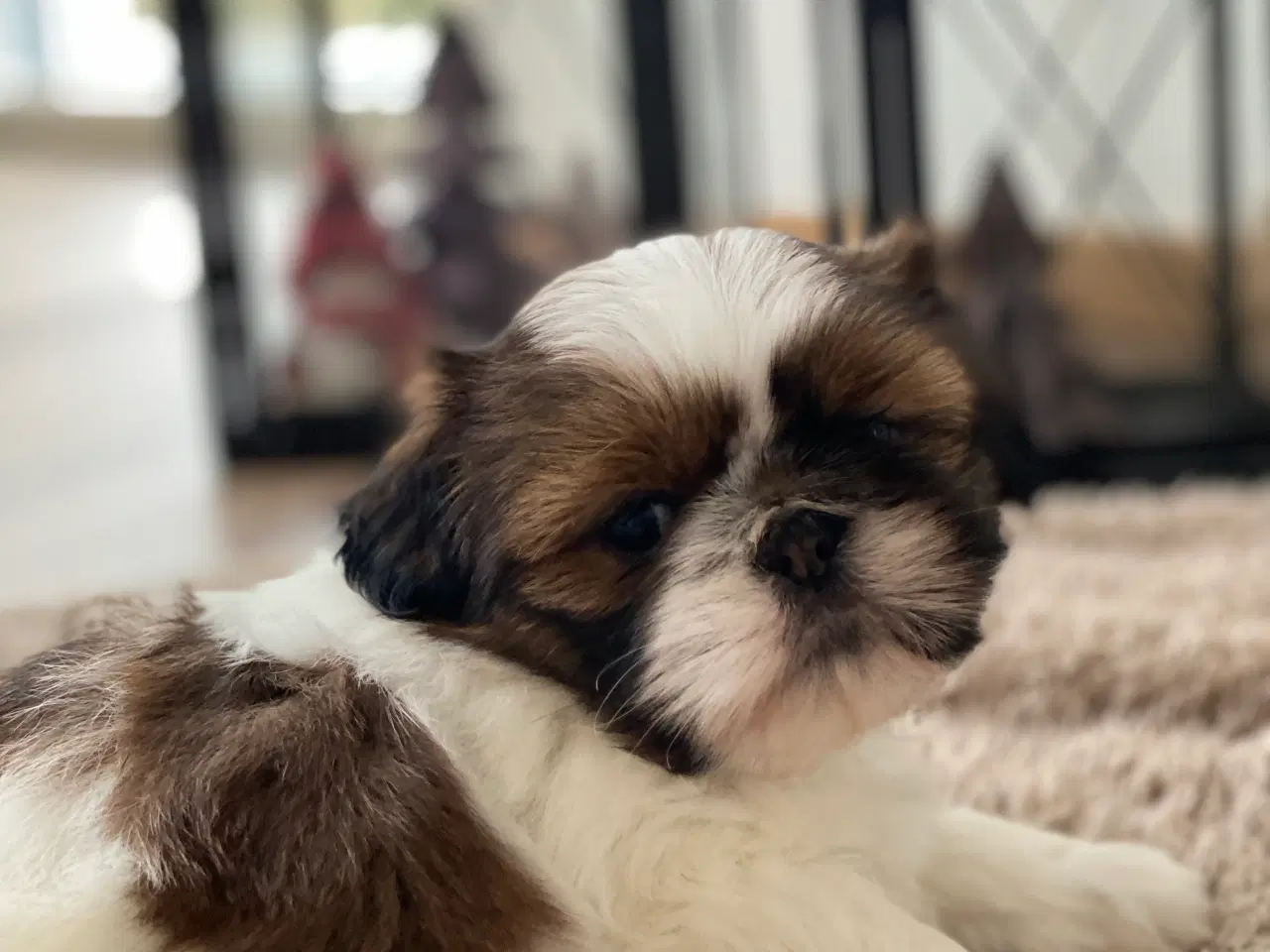 Billede 2 - Shih Tzu hvalpe 