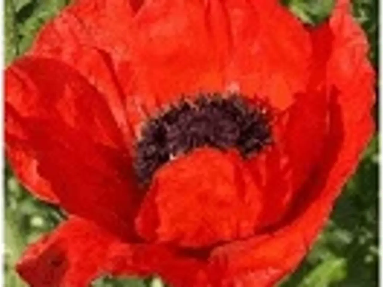 Billede 7 - Stauder, mange forskellige