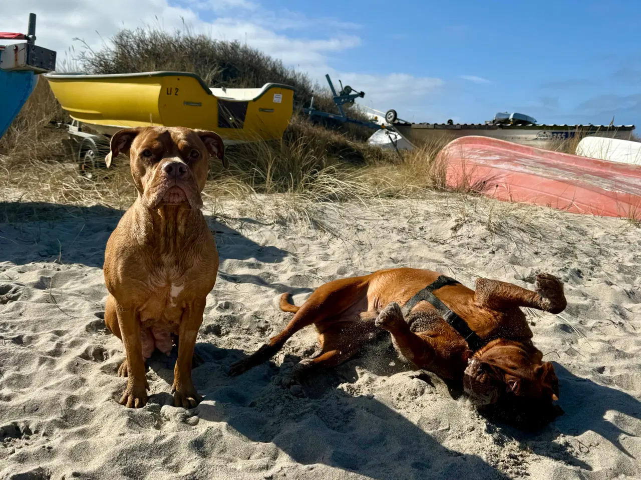 Billede 18 - Smukke fransk mastiff/Dogue de Bordeaux hvalpe 🐾