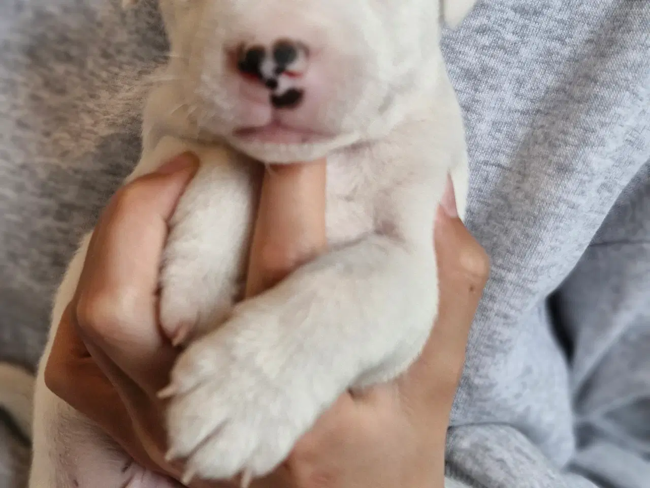 Billede 3 - Jack russell terrier hvalpe