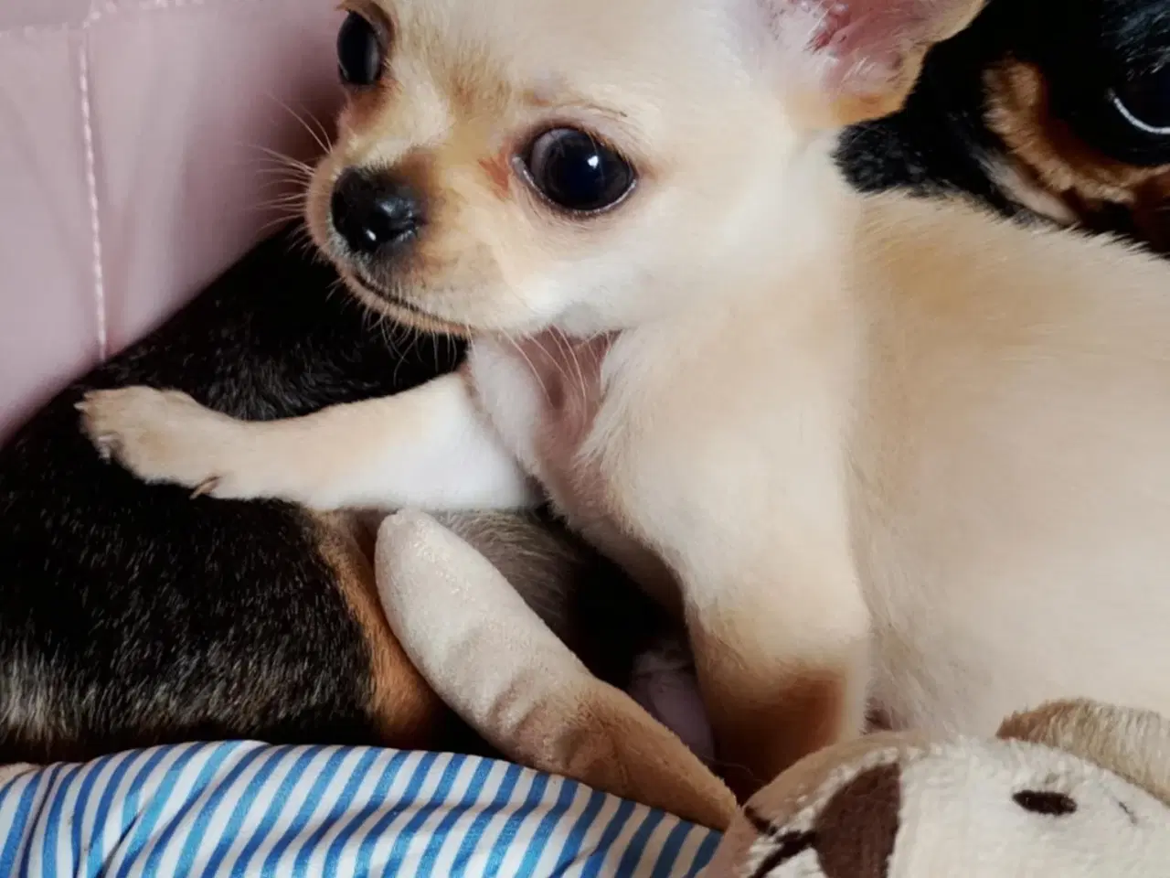 Billede 19 - Skøn chihuahua han mix hvalp