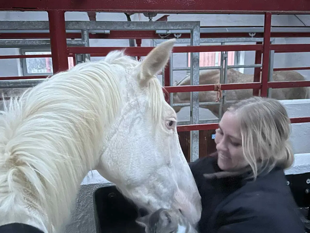 Billede 8 - Charmerende og tillidsfuld vallak søger nyt hjem.