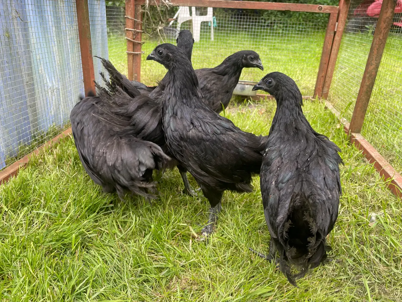 Billede 1 - Ayam Cemani hønekyllinger sælges 