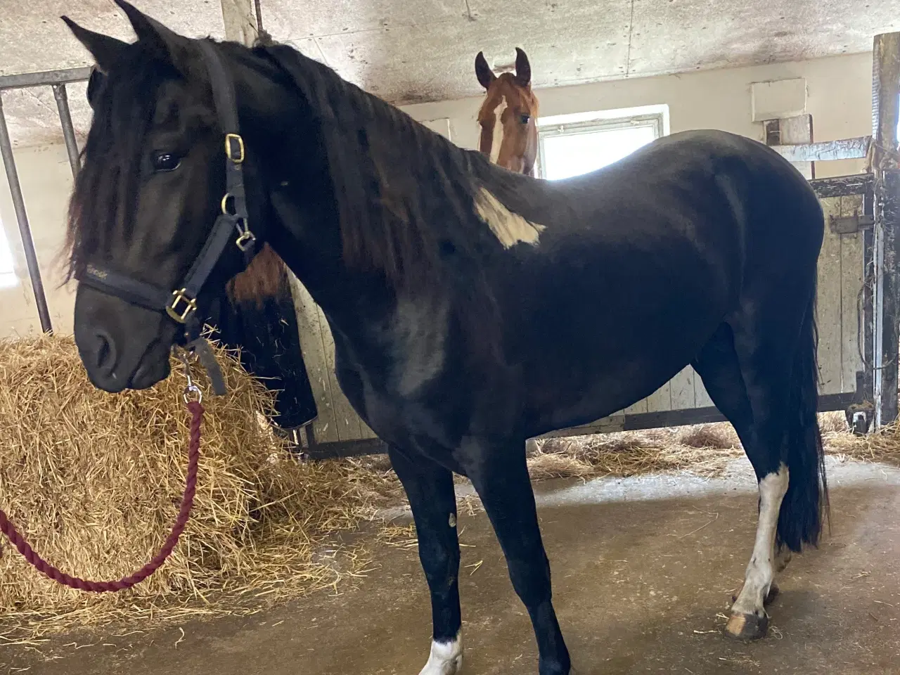 Billede 1 - Friser/pony krys